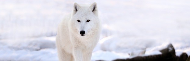 [Image: Arctic-Wolf_200-623x200.jpg]