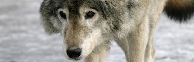 Eastern Wolf Wolf Facts and Information