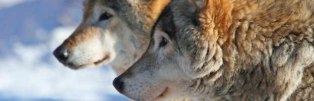 Wolf Social Structure