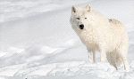 Arctic Wolf Camouflaged In Snow