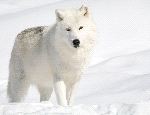 Lobo Ártico En La Nieve Mirando Hacia La Cámara