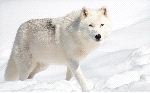 Hermoso Lobo Ártico En Alaska