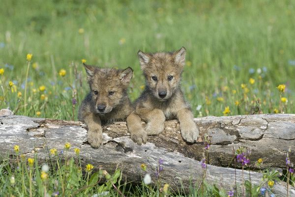 Cute Wolf Cubs In Flower Field