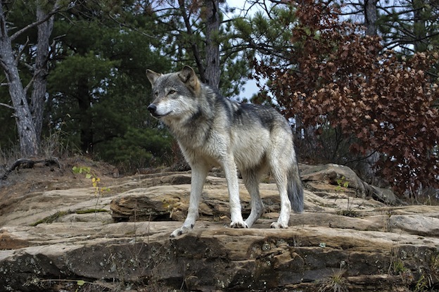 Características del lobo gris - Canis lupus