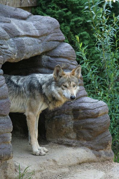 Mexican Wolf Peering Out Of Den