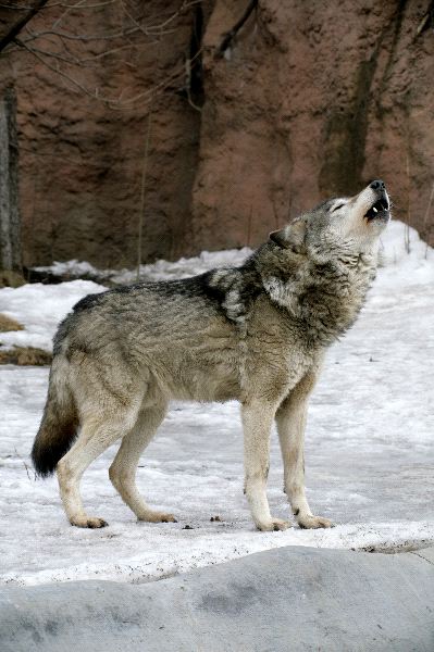Russian Siberian Wolf Howling