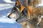 Two Grey Wolves - Canis Lupus