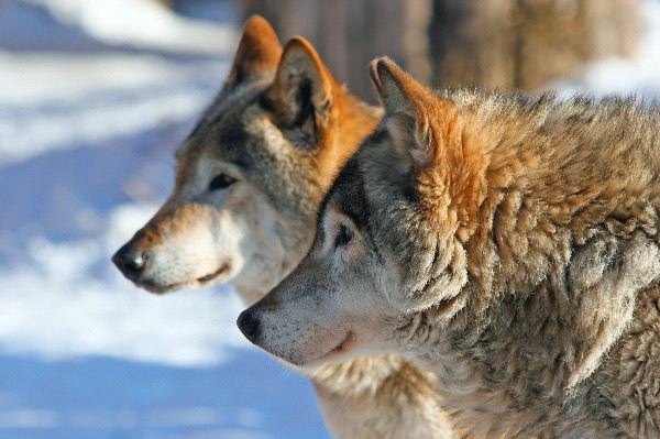 Two Grey Wolves - Canis Lupus