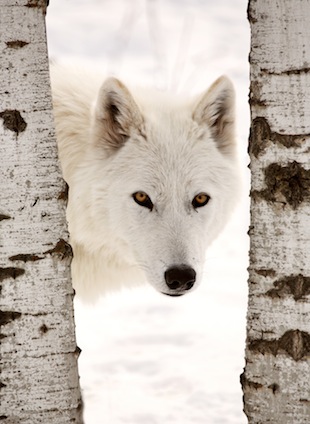 Arctic Wolf Arctic Wolf