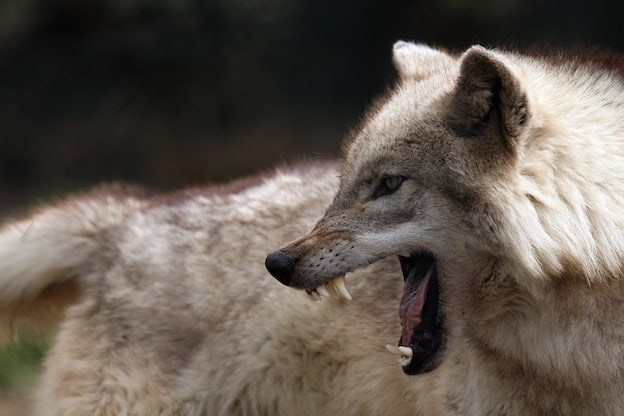 agresividad de los lobos.