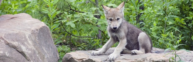 Reproducción de los Lobos - Lobos Información y Características