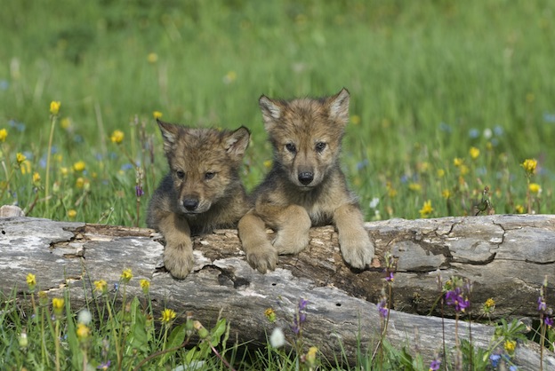 Reproducción de los Lobos - Lobos Información y Características