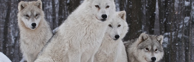 Especies de Lobos